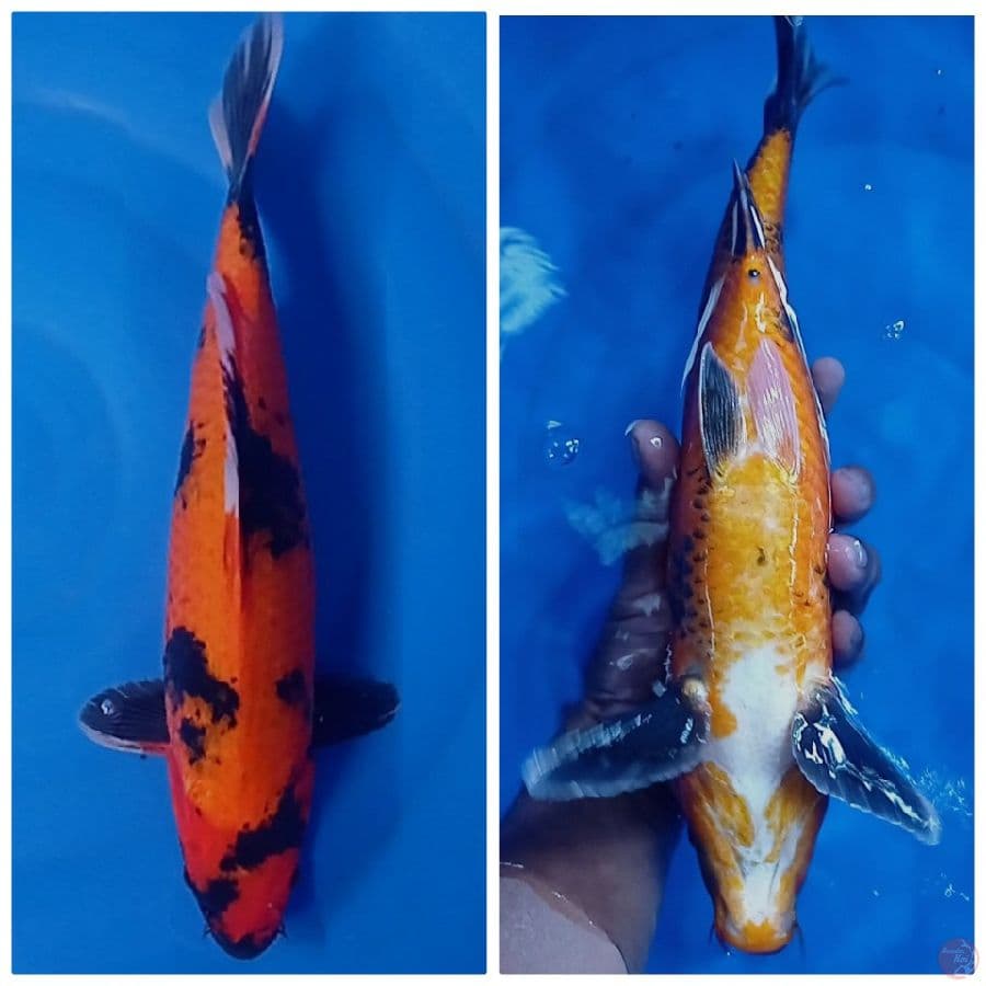 utsuri 35 cm 