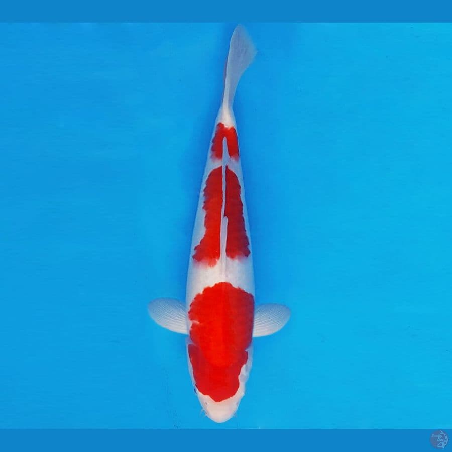 MUSASHI 5 ~ KOHAKU 37 cm/male ™