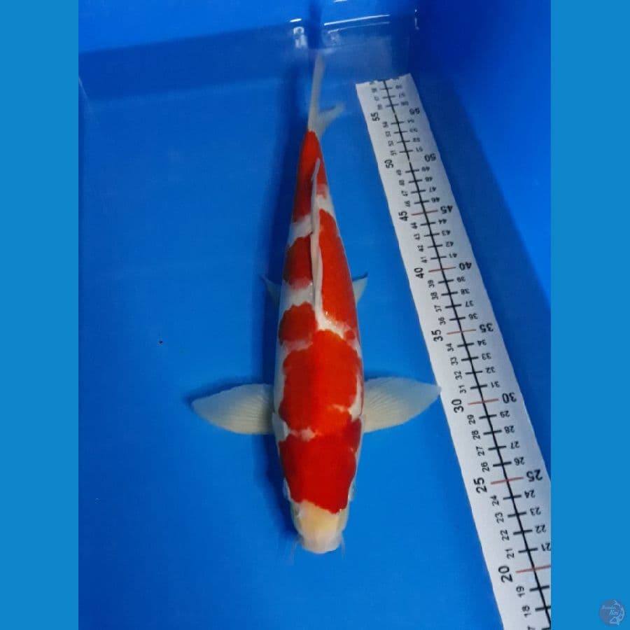 kohaku M 34