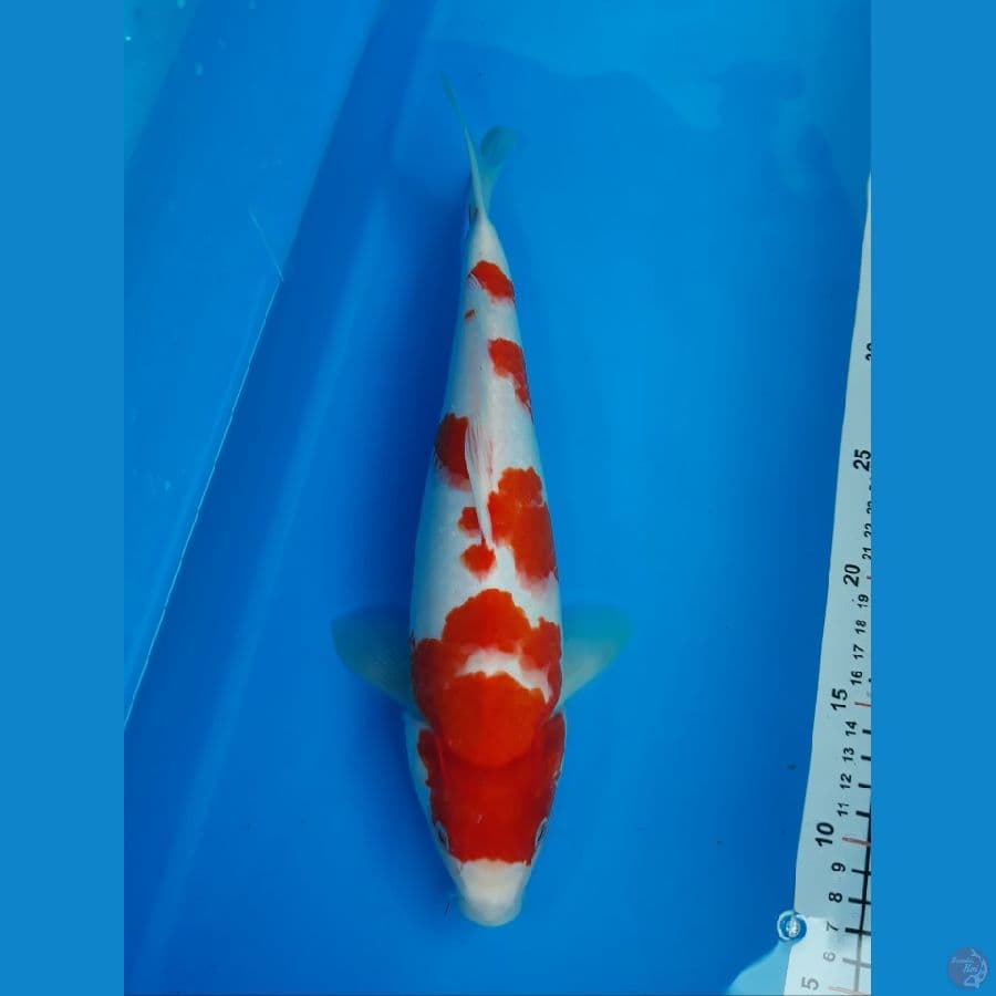 kohaku f 33