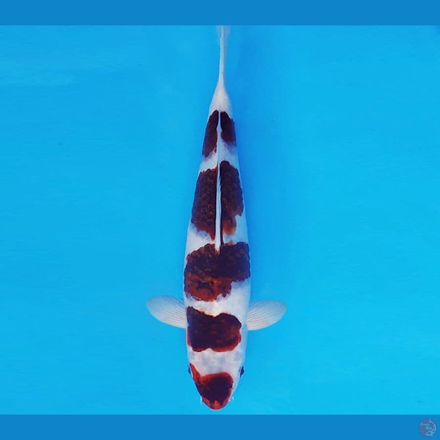 MUSASHI 11 ~ GOROMO 31 cm/male ™