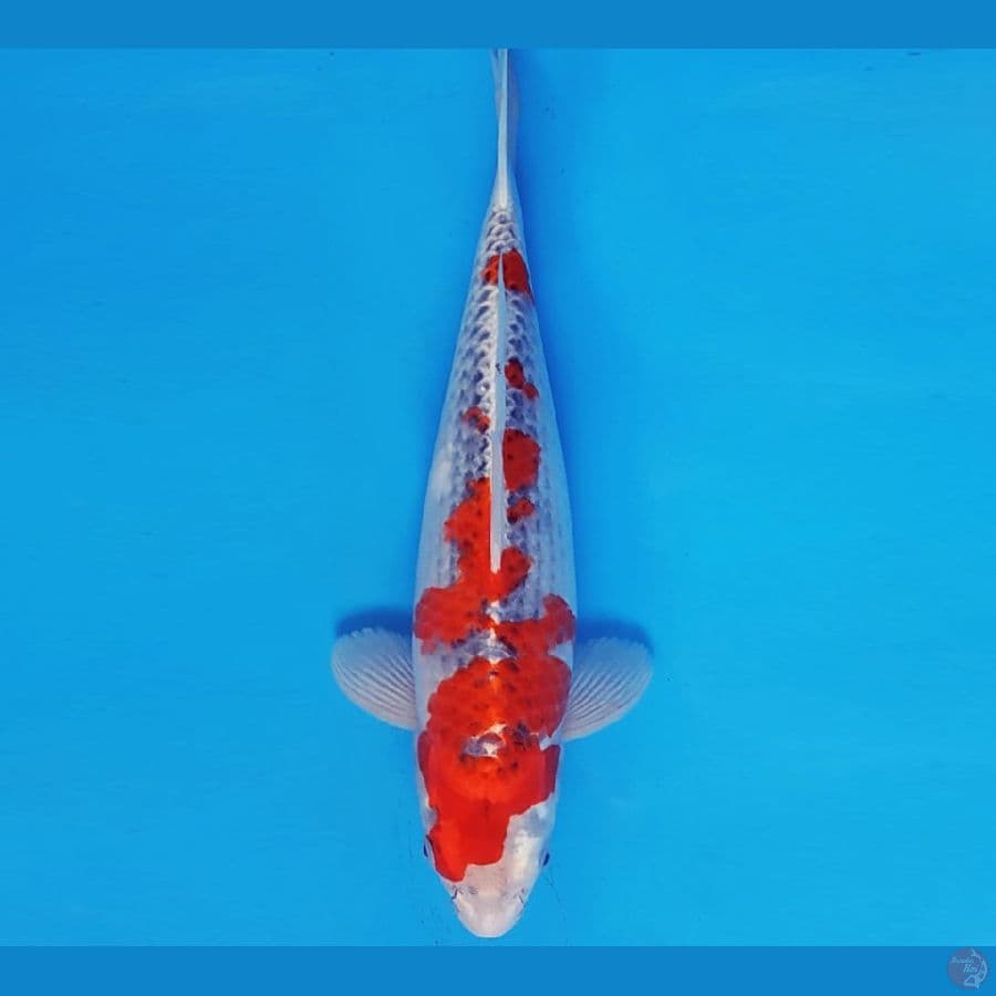 MUSASHI 12 ~ GOSHIKI 35 cm/fm ™