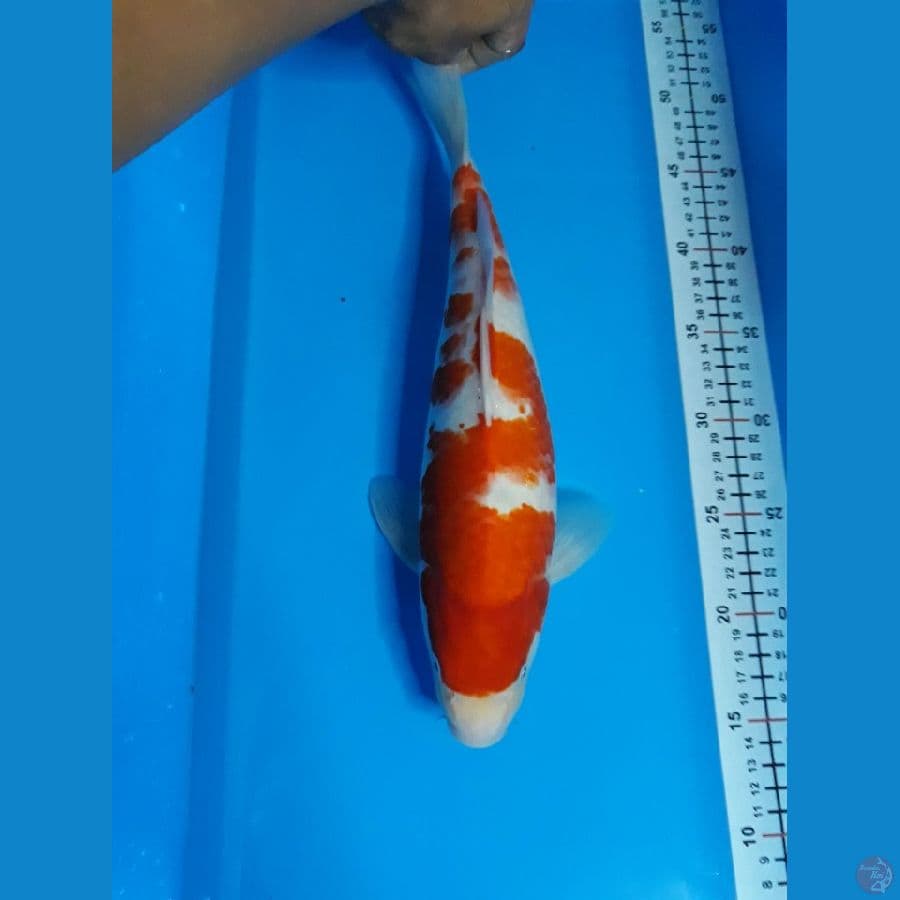 kohaku 