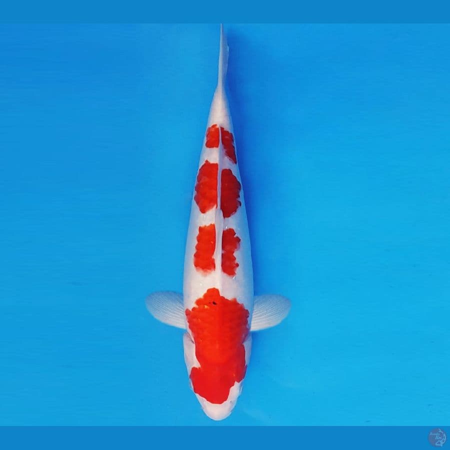 MUSASHI 15 ~ SANKE 36 cm/fm ™