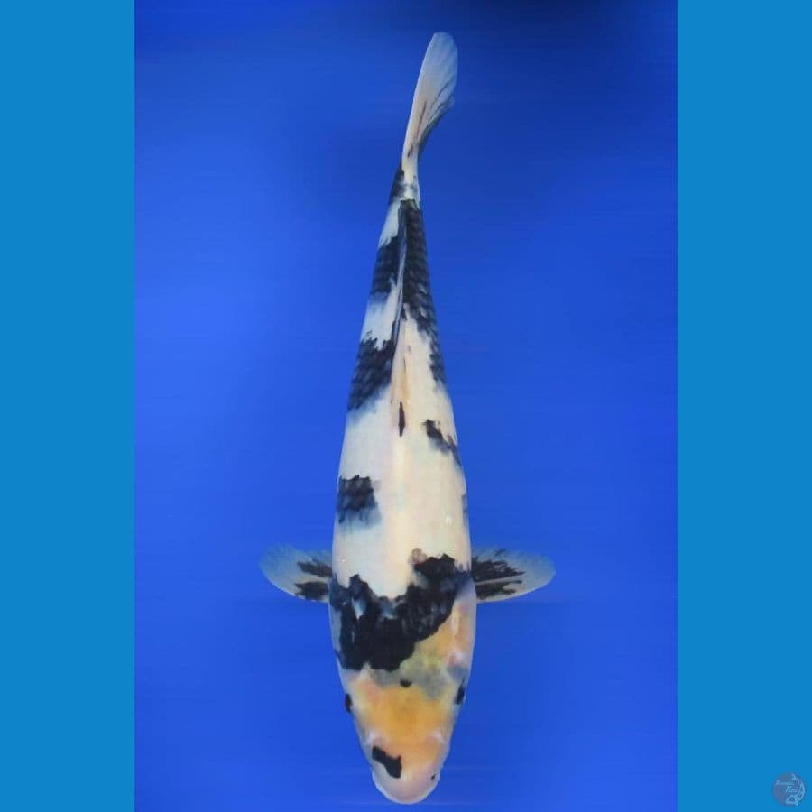 shiro ±32cm