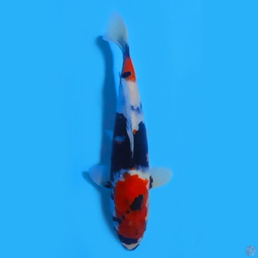 SHOWA 29cm~FEEMALE
