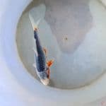 ASAGI 15cm male