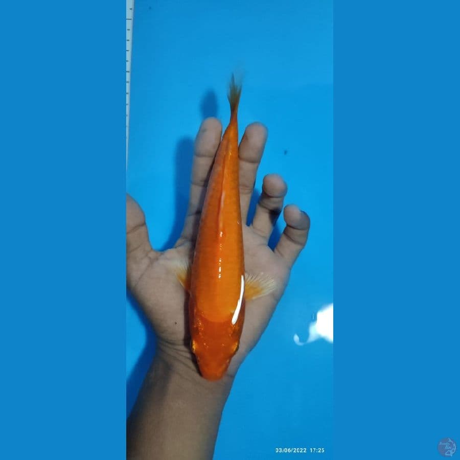 Ogon ~ 22 cm