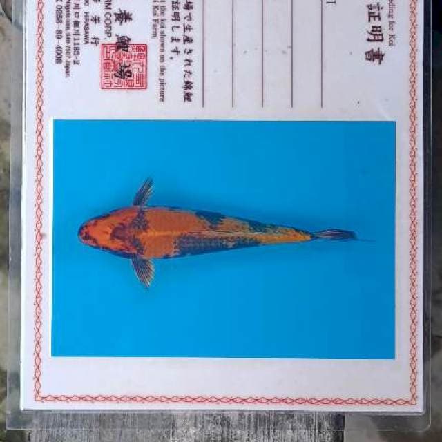 Kin Utsuri import Marusei 36