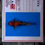 Kin Utsuri import Marusei 36