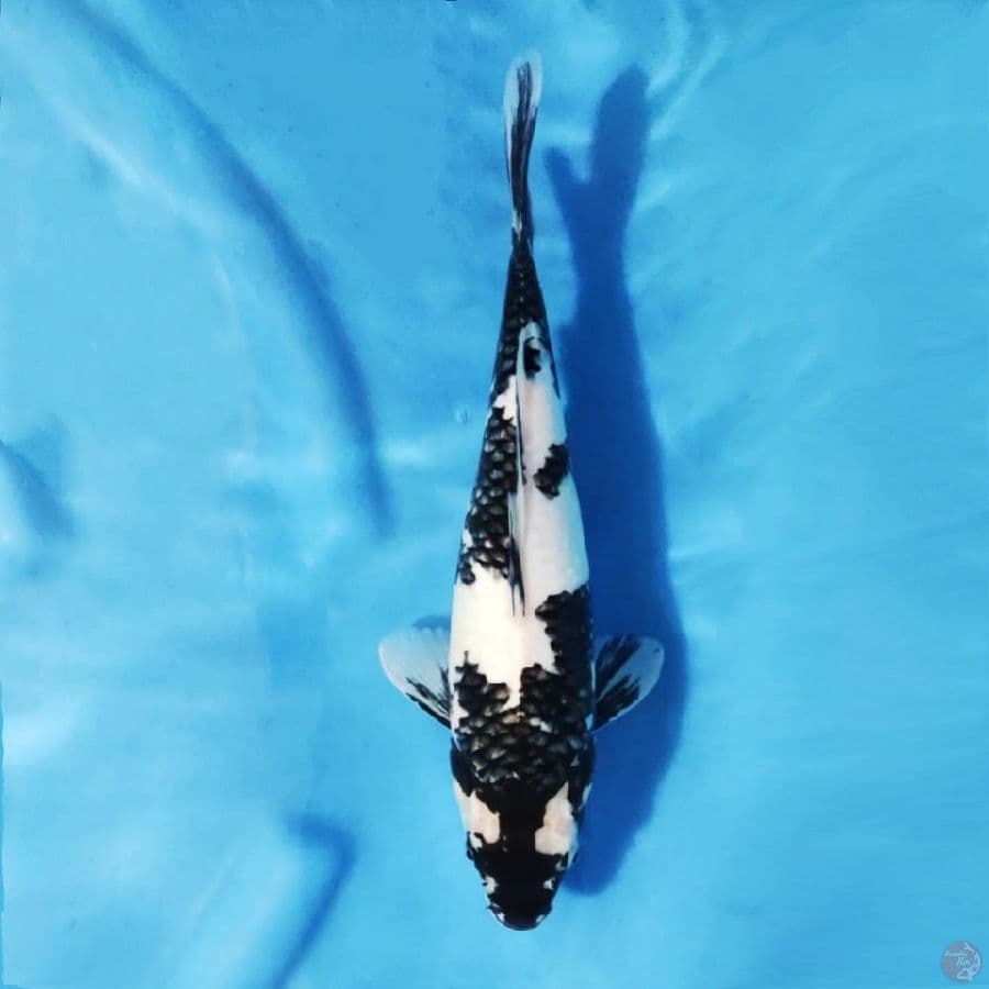 2.33cm Ready show Shiro utsuri black jet