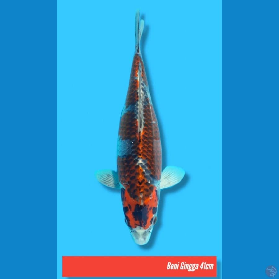 BENI GINGGA / FEMALE / 41cm