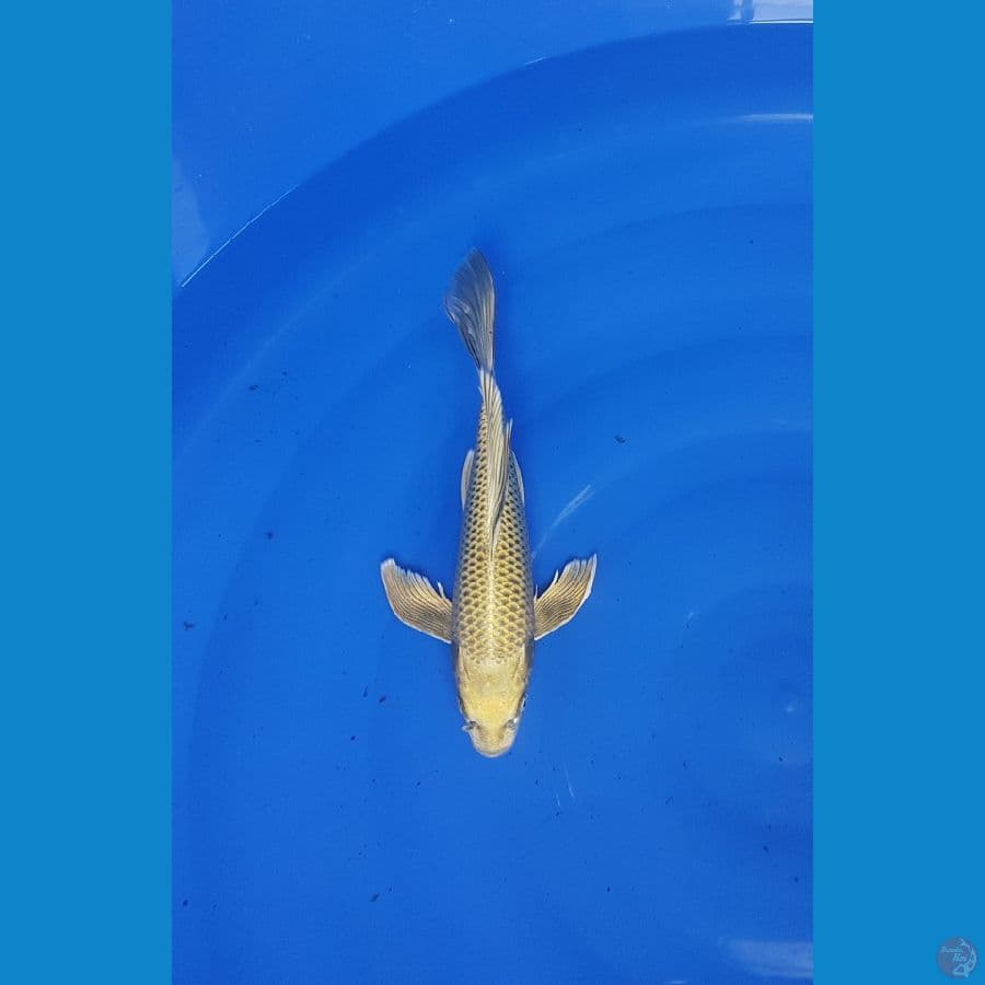 mukashi gold kumpay 27cm