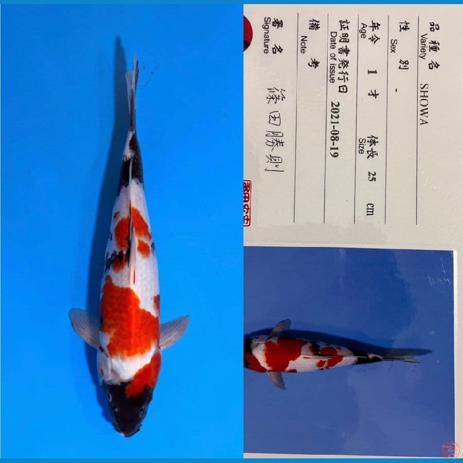 shinoda showa 35cm 