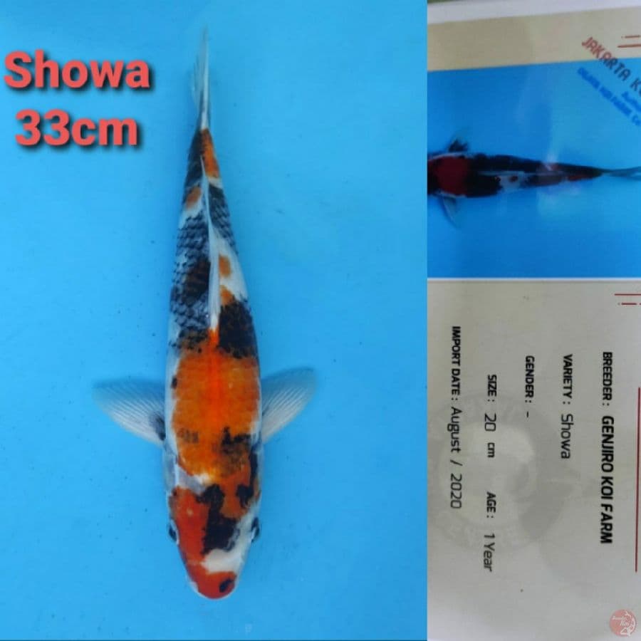 GENJIRO SHOWA 33CM