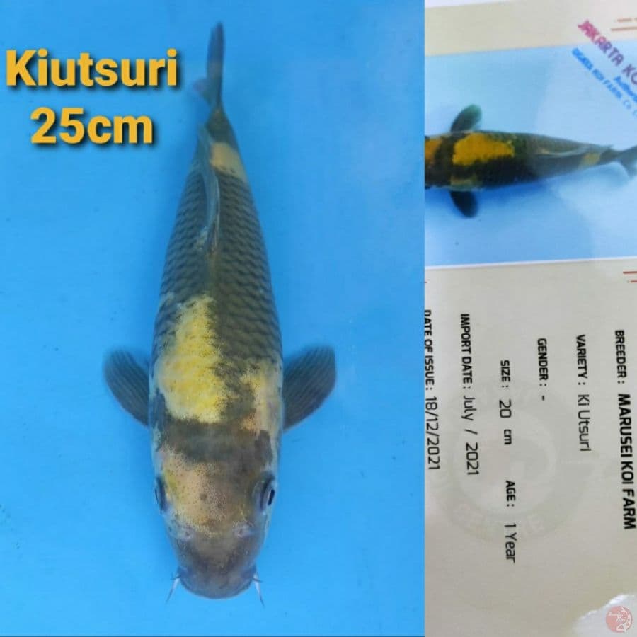 MARUSEI KIUTSURI 25CM
