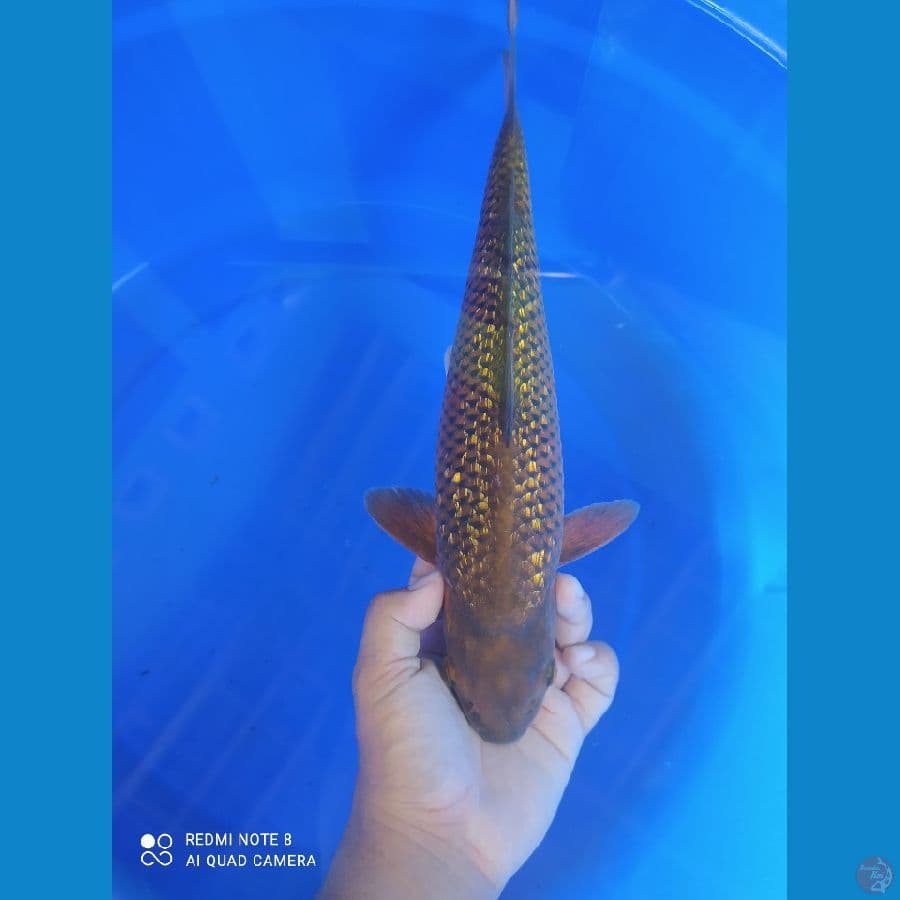 MURAH KOIFARM - CHAGOI TEMBAGA 34 CM MALE MUNUK