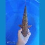 MURAH KOIFARM - CHAGOI TEMBAGA 34 CM MALE MUNUK