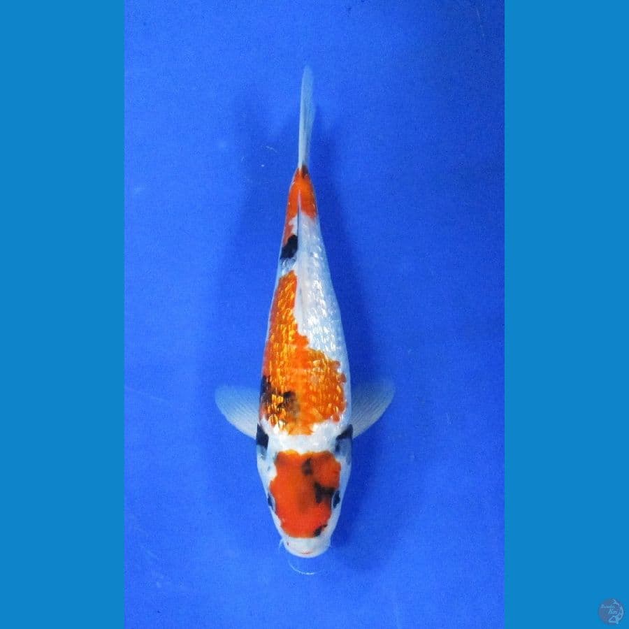 showa ginrin ±25cm