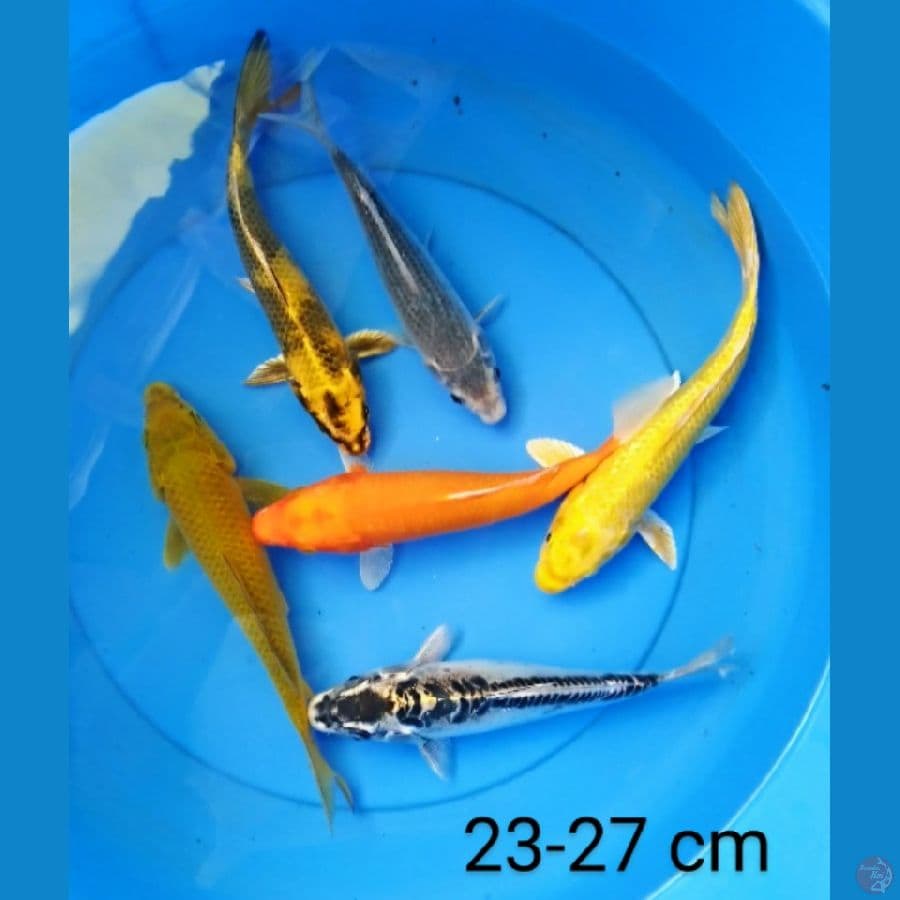 mix mantap 23-27 cm