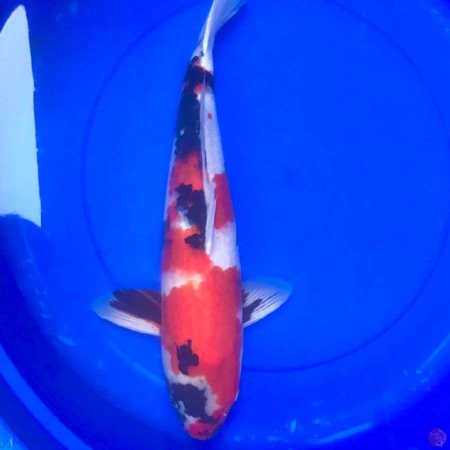 Isa Koi Farm 49cm