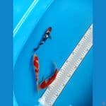 Minion showa full ginrin 15 cm kohaku 18 cm Original 
