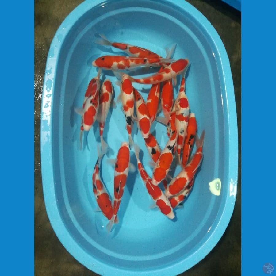 25-30cm 