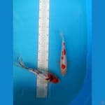 Mix kumpay sanke 30 cm kohaku 25