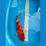 Jumbo sanke 45 cm 