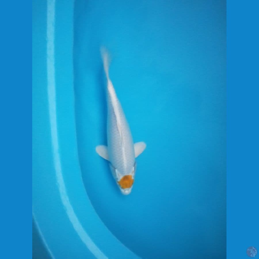 Tancho Hariwake Female 35 CM