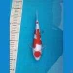 OB Nol Kohaku Maruten Super White 30bu