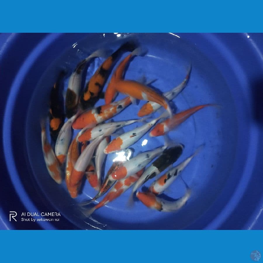 paket kohaku goromo hi utsuri 25 ekor