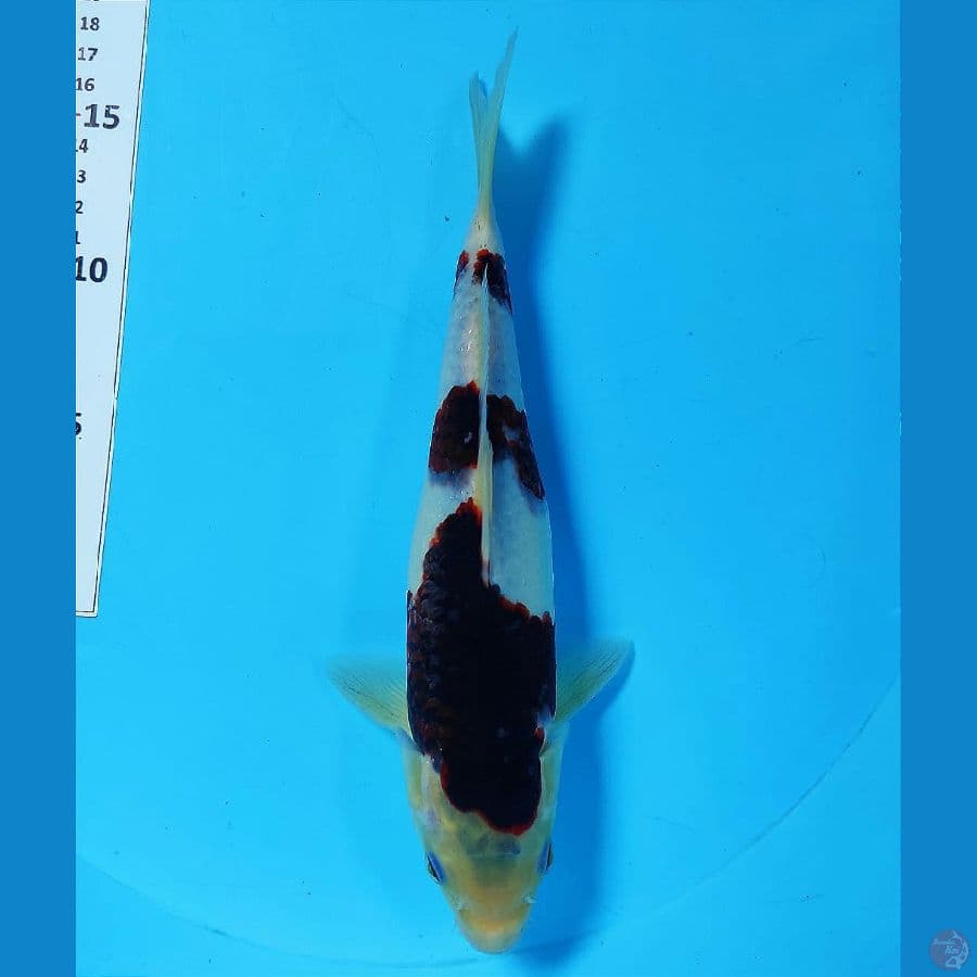 BUDO GOROMO 27CM/MALE