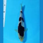 BUDO GOROMO 27CM/MALE