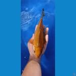 caghoi jaring rapii