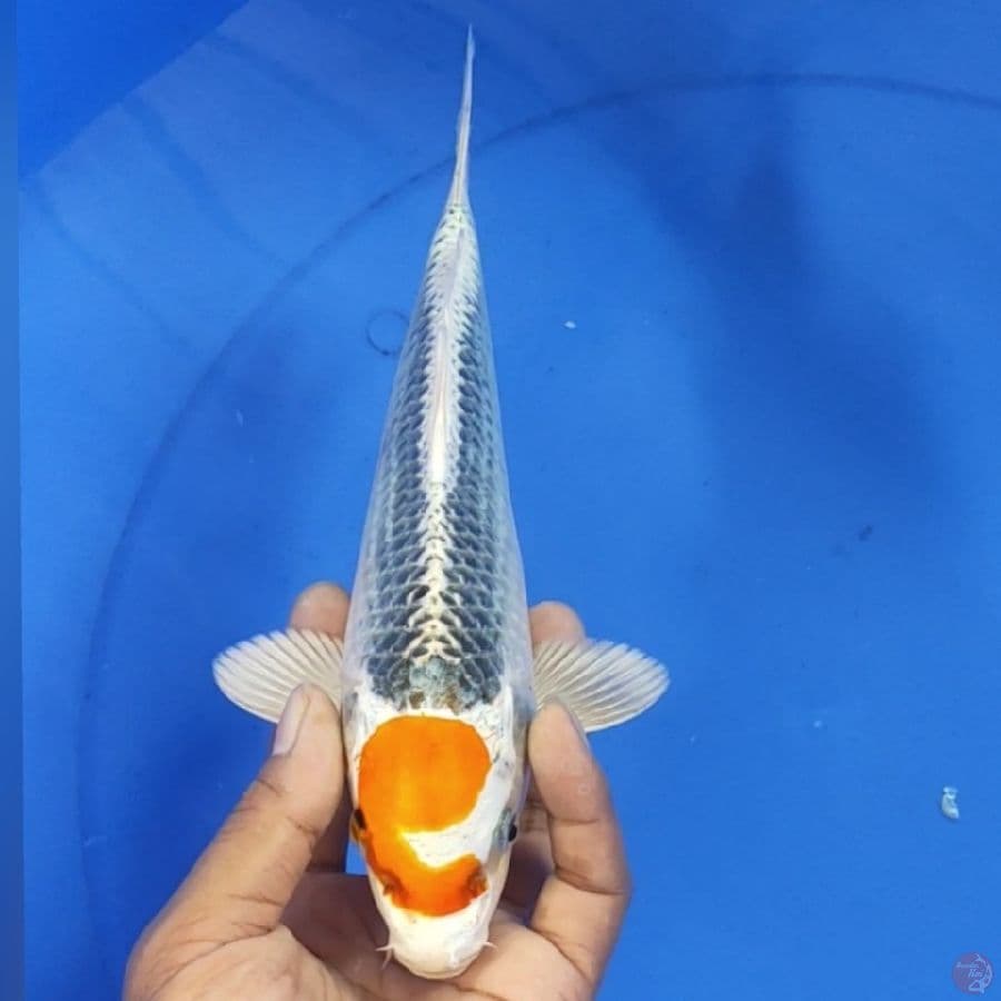 Tanco kojaku 23cm