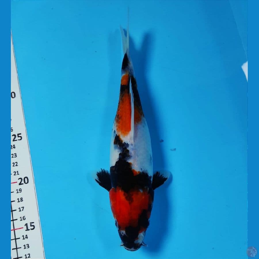 SENTAKU 5 ~ SHOWA 25CM/FM