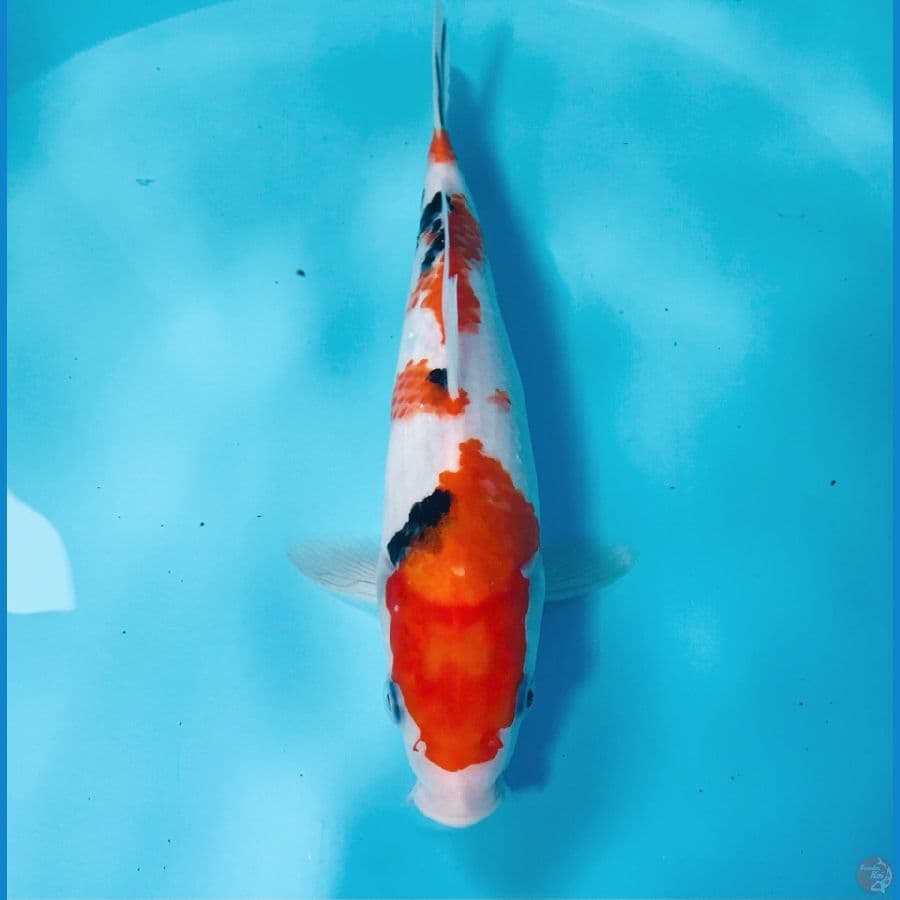 sanke 25cm