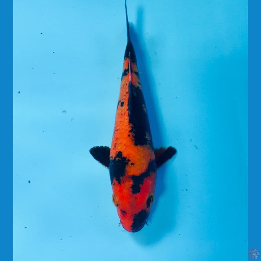 hi utsuri, 20 cm