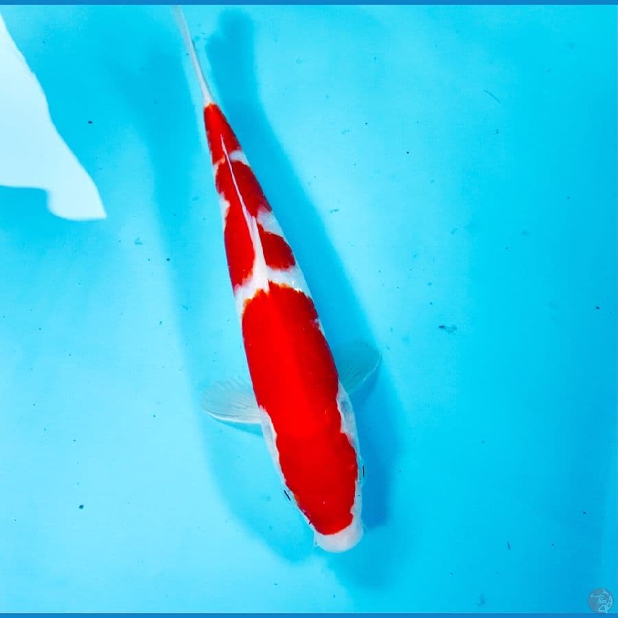kohaku, 22 cm