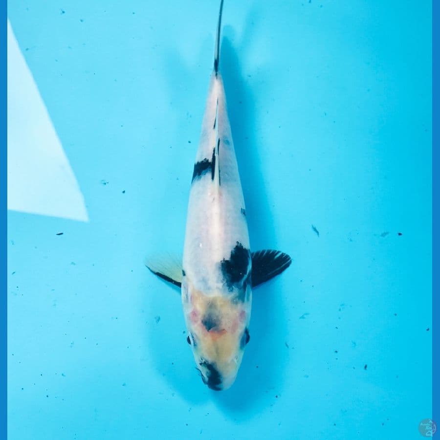 shiro tategoi 20 cm