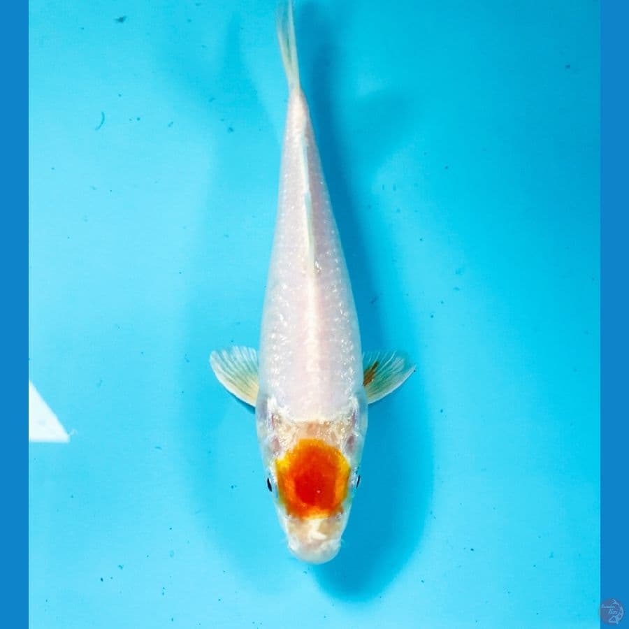 tancho hariwake 20 cm