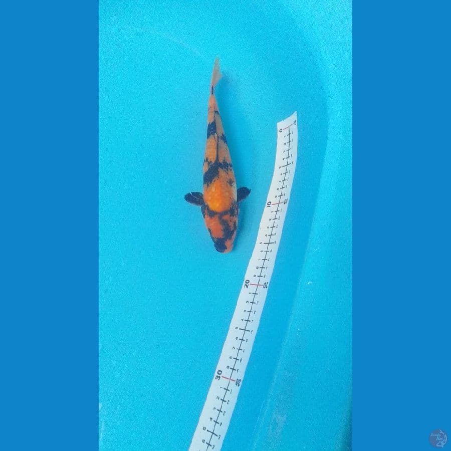 Ki-Utsuri Hot 26cm