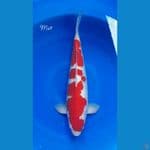 Kohaku HQ Male 48