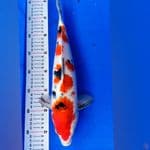 Sanke Bulky 37cm