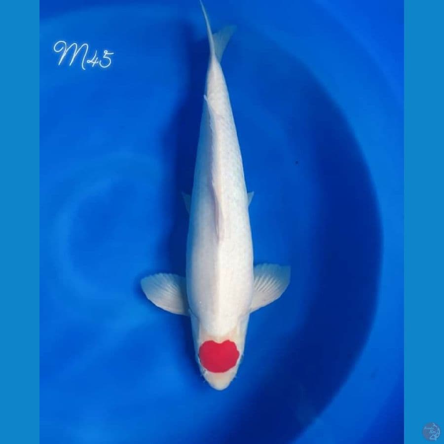 Tancho Kohaku Original 45cm