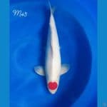 Tancho Kohaku Original 45cm