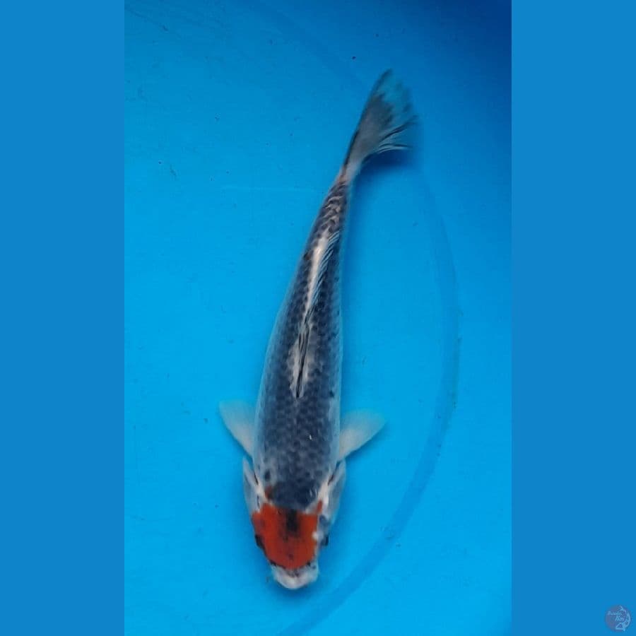tancho ghosiki