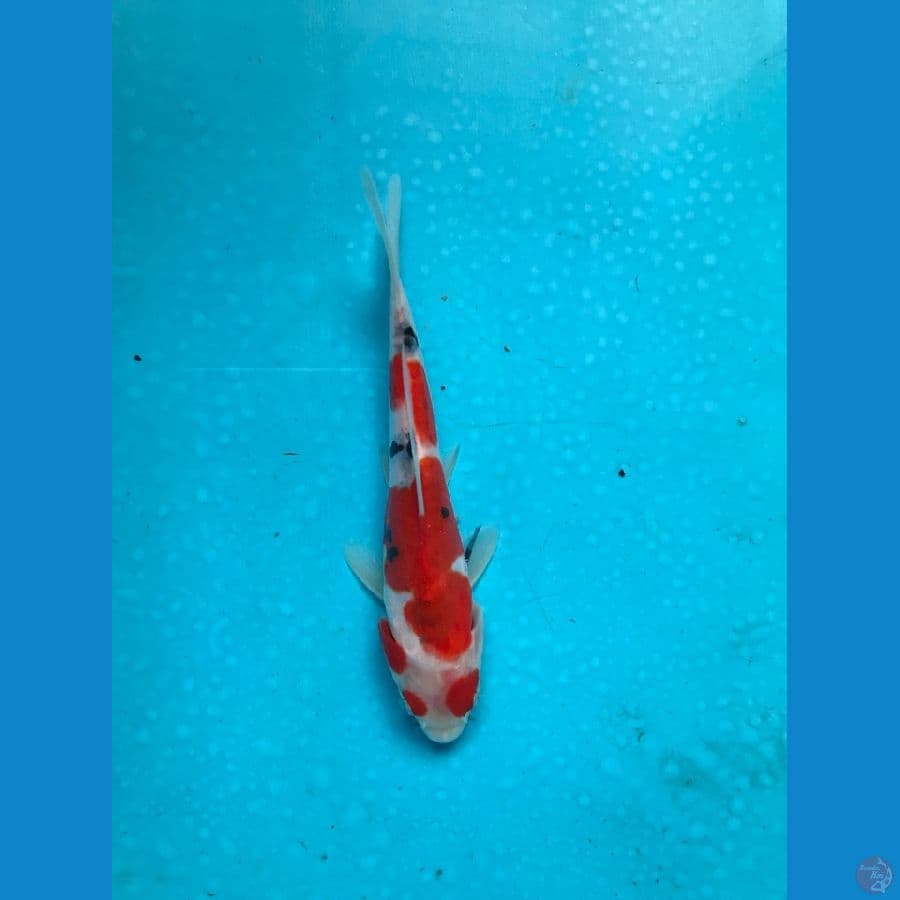 doitsu 15cm