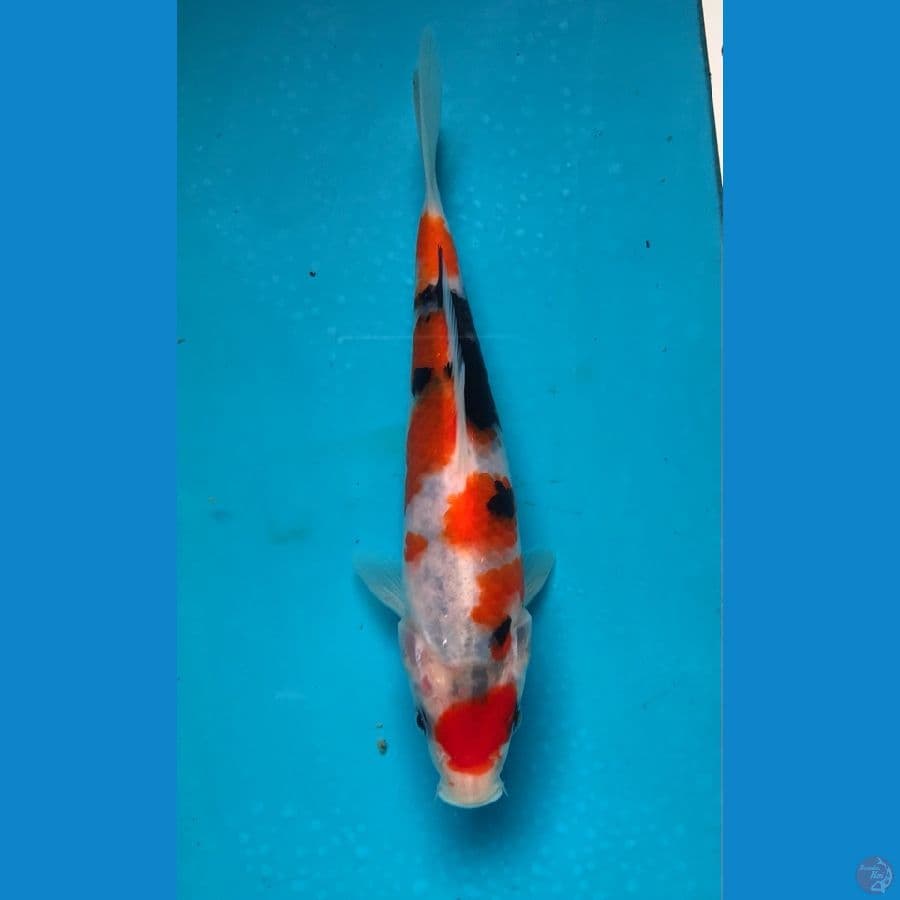 showa maruten 17cm